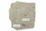 Eocene Fossil Cricket and Crane Fly - Green River Formation #377138-1